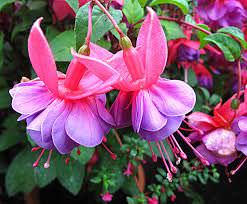  1Las Mejores Flores para un Jardin en el Balcon9