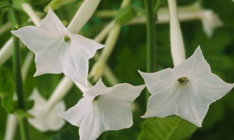  2Cultivo y Cuidado de la Nicotiana1