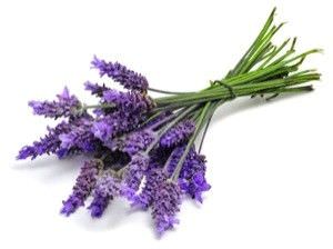 Lavender5