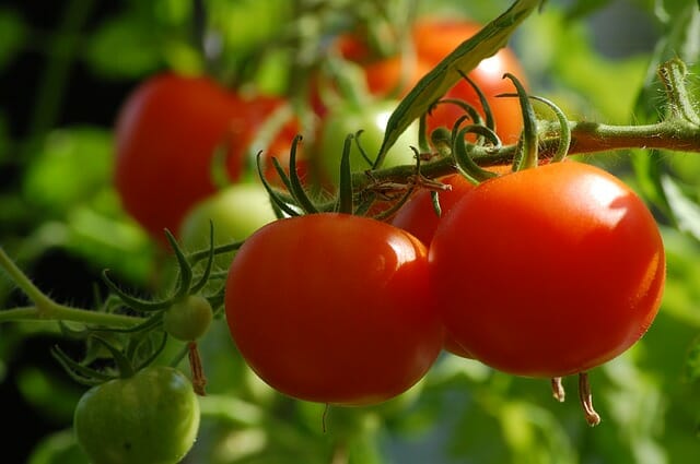 cultive tomates en su jardín