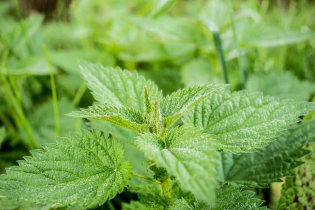 la ortiga es un antihistamínico natural