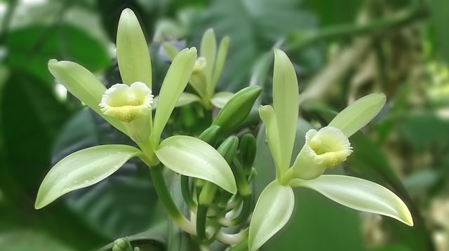 Prepare una rica mezcla de vainilla para aromatizar y desodorizar su hogar.