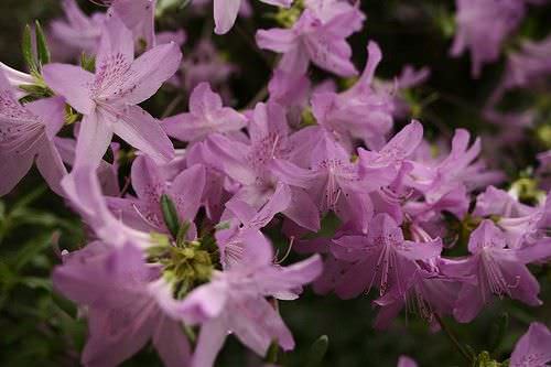 azaleas