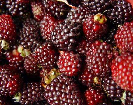 moras