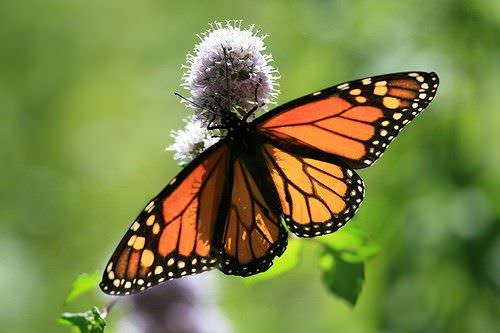 como sembrar hierbas para atraer mariposas