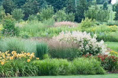 plantas para un jardin silvestre