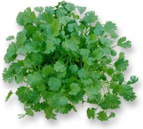 cilantro