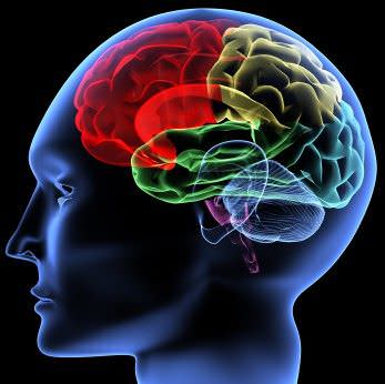 cerebro