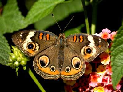 mariposa en flor