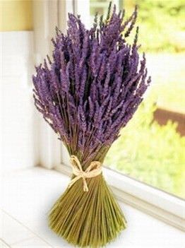 Como cultivar lavanda1