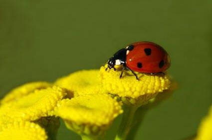 Insectos beneficiosos para jardines1