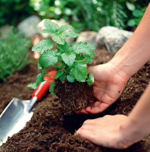 Como cultivar menta