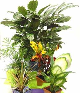 10 consejos para planificar su jardin interior2