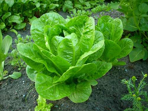 Como cultivar lechuga romana fresca a partir de una cabeza1