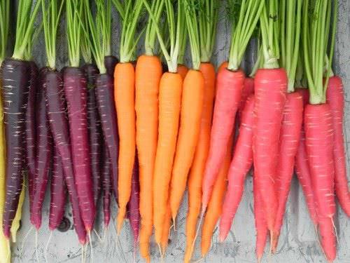 Como Cultivar Zanahorias