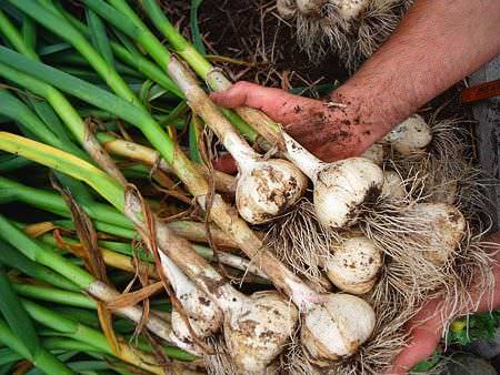 La Mejores y Peores Plantas Companeras del Ajo