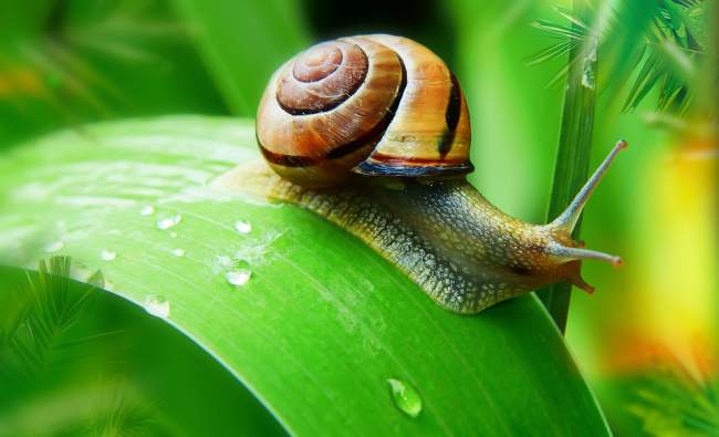 Caracol en una hoja.