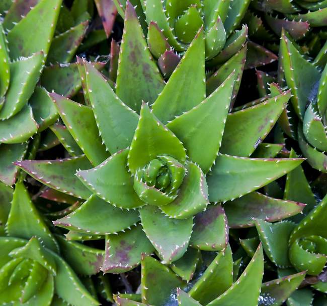 aloe vera