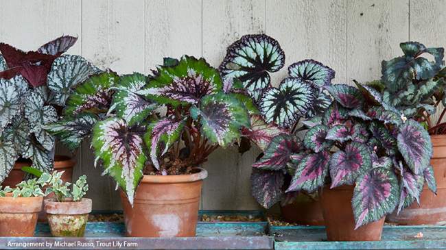 variedades de Begonia Rex