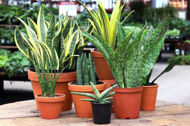 Variedades de Sansevieria
